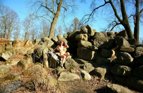 skov gratis top Foto